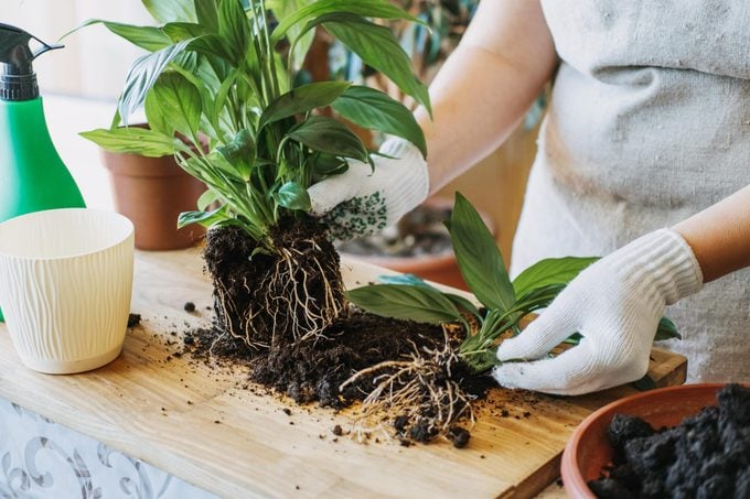 breaking up the plant roots and repotting a house plant on a wooden table