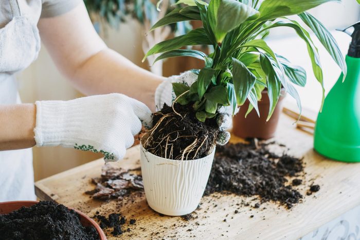 putting a plant into a pot and repotting a house plant on a wooden table