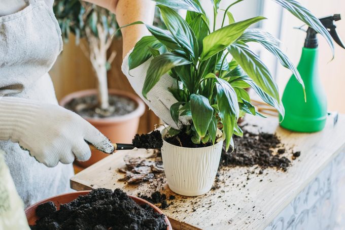 filling the pot with soil and repotting a house plant on a wooden table