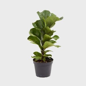 Ficus Lyrata (standard)