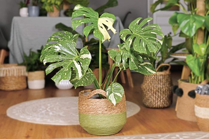 Large variegated tropical 'Monstera Deliciosa Thai Constellation' house plant with beautiful white sprinkled leaves in basket flower pot in living room