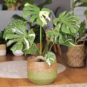Large variegated tropical 'Monstera Deliciosa Thai Constellation' house plant with beautiful white sprinkled leaves in basket flower pot in living room