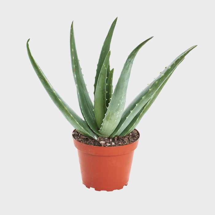 Aloe Vera Plant Ecomm Via Walmart.com