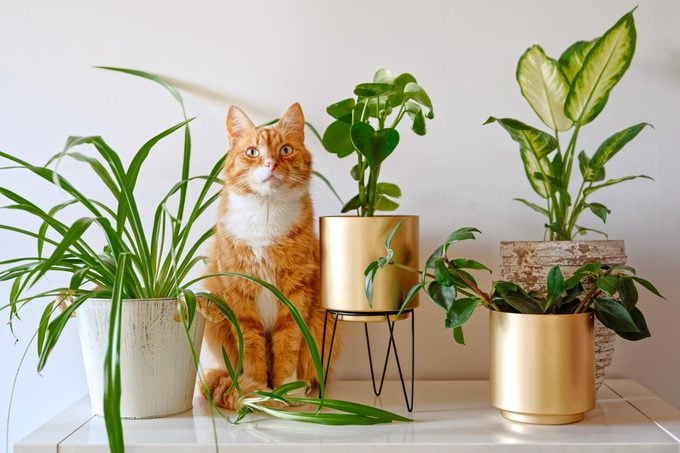 Ginger cat sitting near a set of green potted houseplants