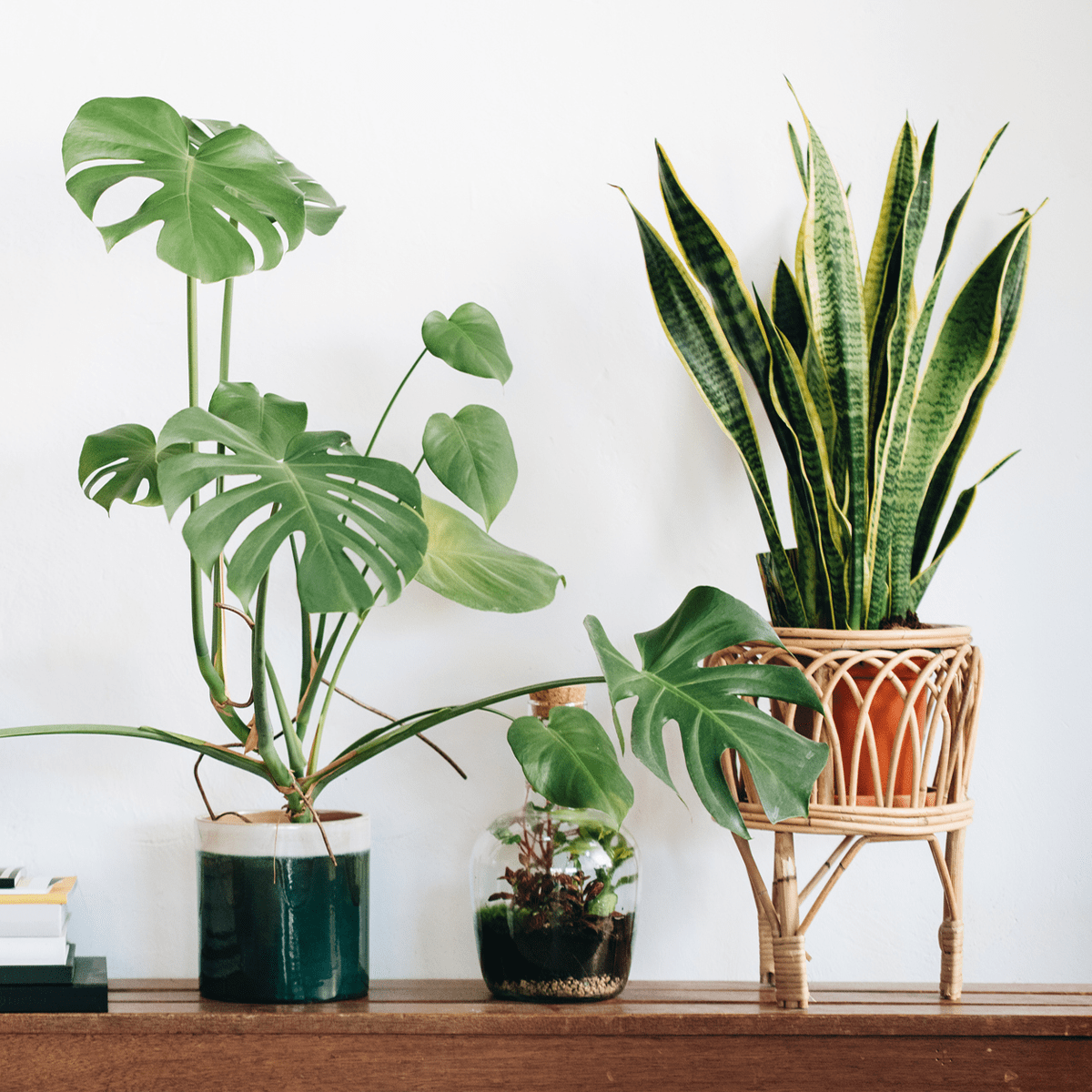 Living Room Indoor Plants