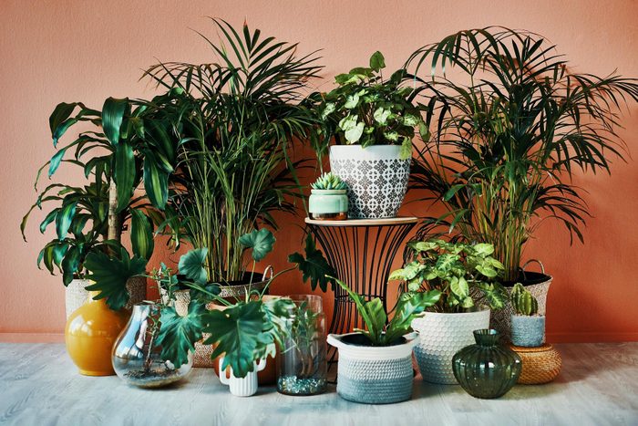 arrangement of large and small indoor plants growing at home near a wall
