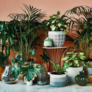 arrangement of large and small indoor plants growing at home near a wall