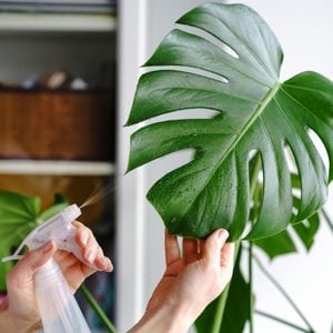 Woman Spraying Monstera Houseplant, Moisturizes Leaves During The Heating Season At Home.