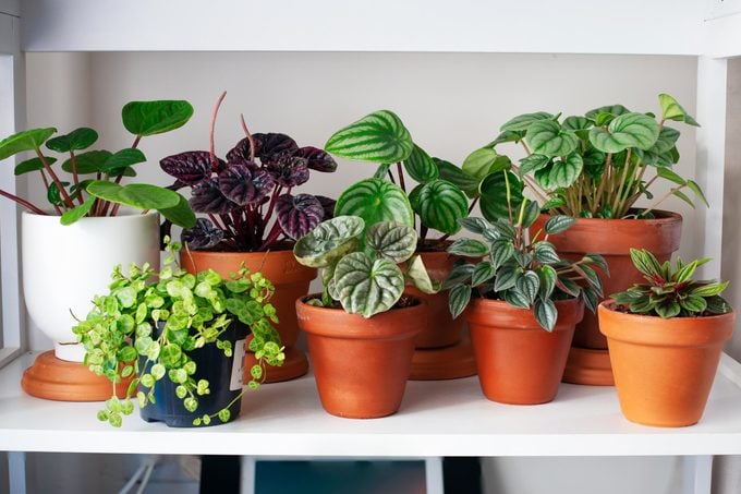 collection of potted indoor plants on a shelf