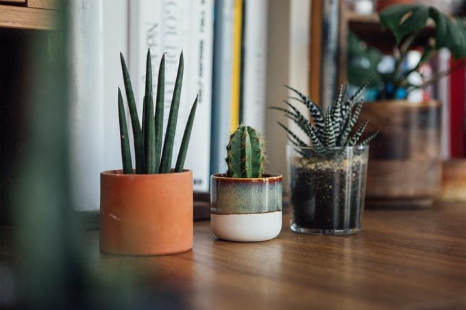 A Group Of Potted Plants In Front Of The Book Shelf