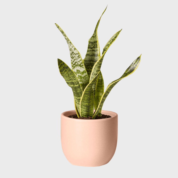 The Sill Snake Plant Laurentii Variant Small Grant Blush