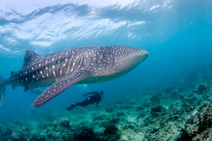 snorkeling with a Whale shark
