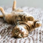 The 12 Smartest Cat Breeds That Are Equally Cute and Clever