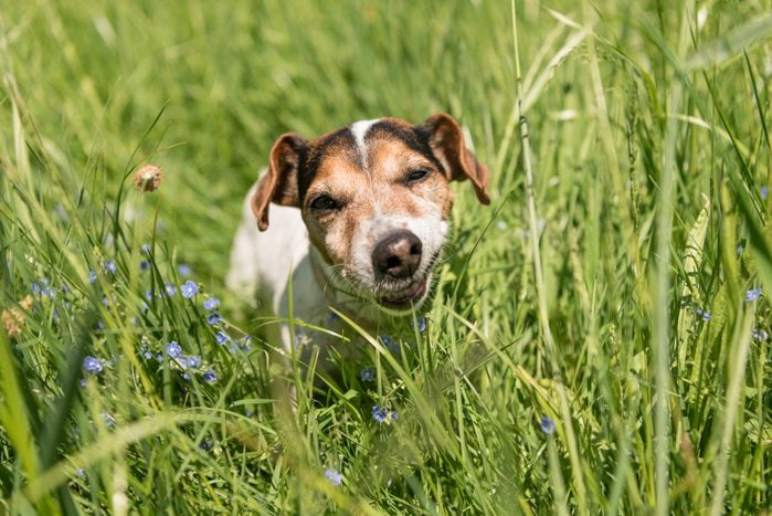 Small cute Jack Russell Terrier dog is eating grass in a meadow. Dog in a spring meadow