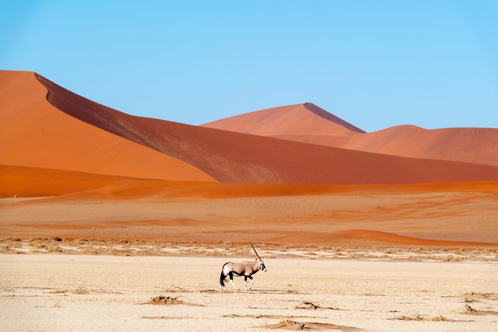 Lone Oryx and the Sossus Dunes, Namibia