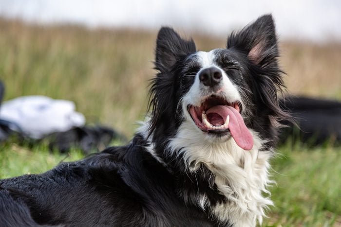 A black and white border collie dog lies in a green field in the heat, sticking out his tongue and squinting his eyes. Horizontal orientation