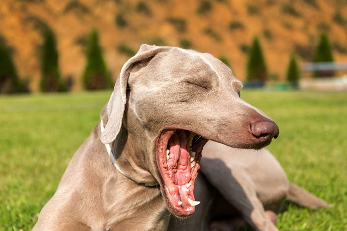 Yawning dog - Weimaraner. Close-up view of a tired dog. The dog wants to sleep. Yawning young dog.