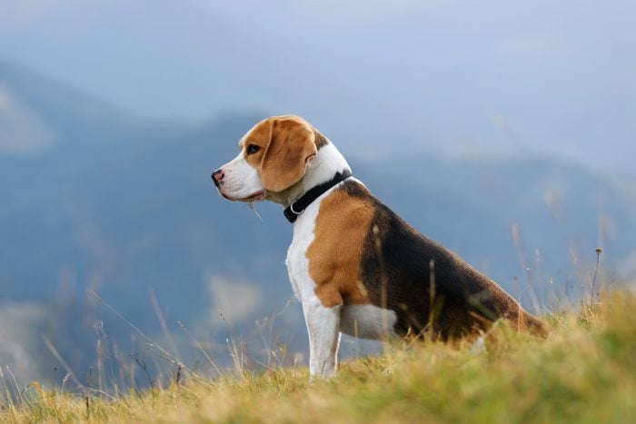 Beagle dog in mountains