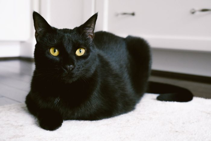 Black Cat Sits on Kitchen Rug