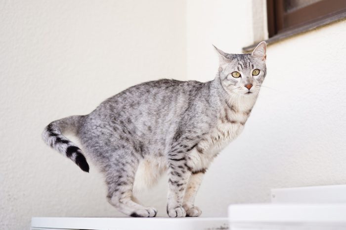 Egyptian mau cat at rooftop