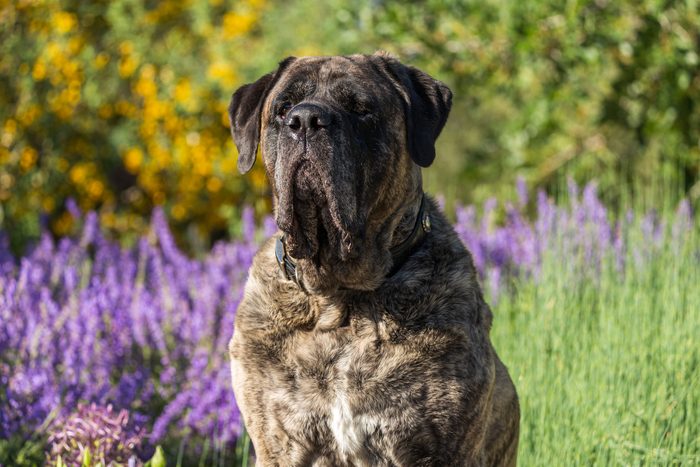 Mastiff dog in a bed of colorful flowers