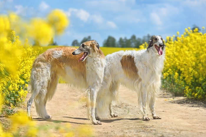 Two Russian borzoi dog outside with yellow flowers