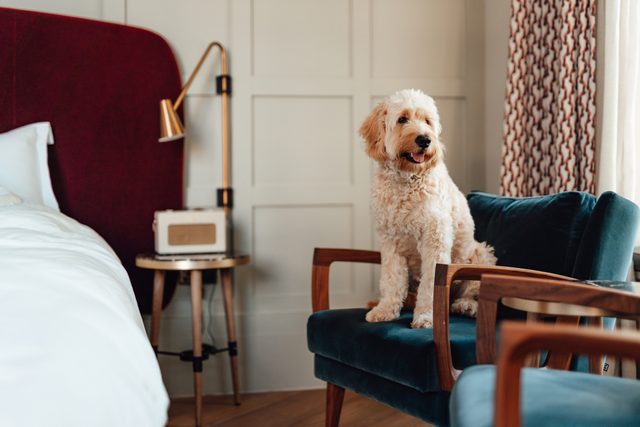 Cute golden doodle looking out the window while sitting on chair in a stylish room at a dog-friendly hotel