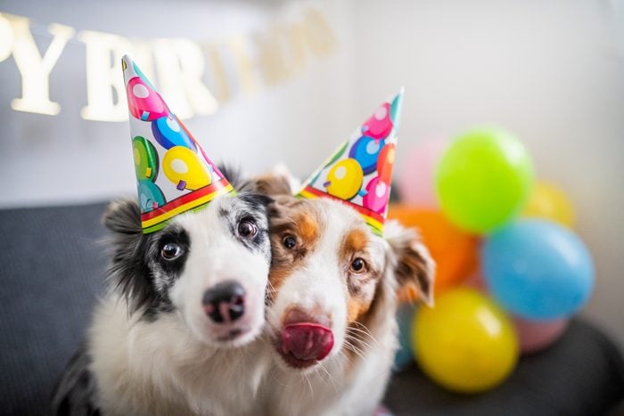 Dogs birthday party,Two dogs with party hats,Poland