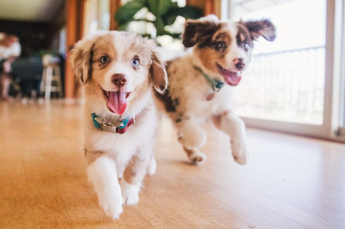 Happy Puppies Running At Home