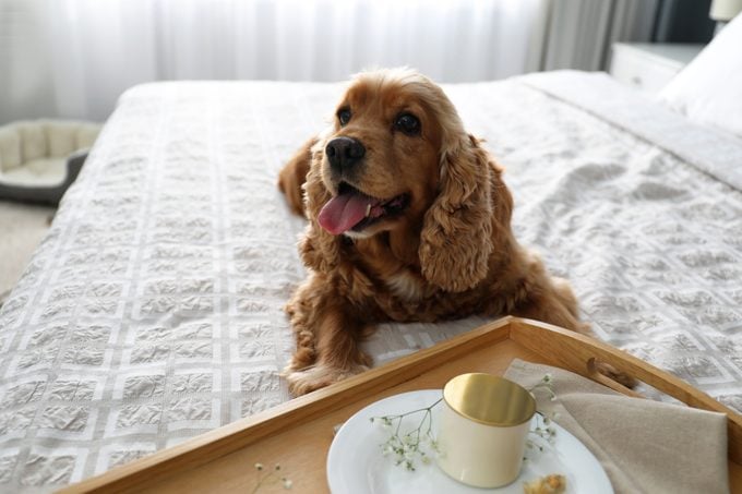 Cute English Cocker Spaniel near tray with breakfast on bed indoors at a Pet friendly hotel