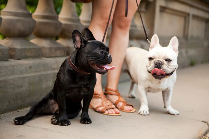 two panting french bulldogs with anonymous owner on a sidewalk