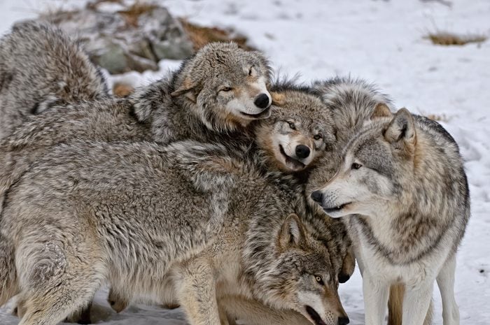Timber Wolf Pack
