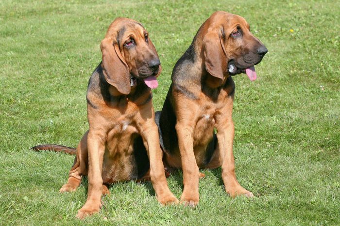 The portrait of Bloodhound dogs