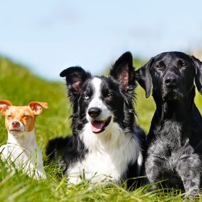 Three Purebred dog outdoors on a sunny summer day.
