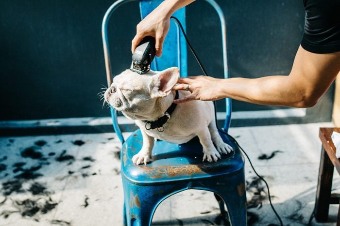 Cropped Groomer Shaving French Bulldog At Barber Shop