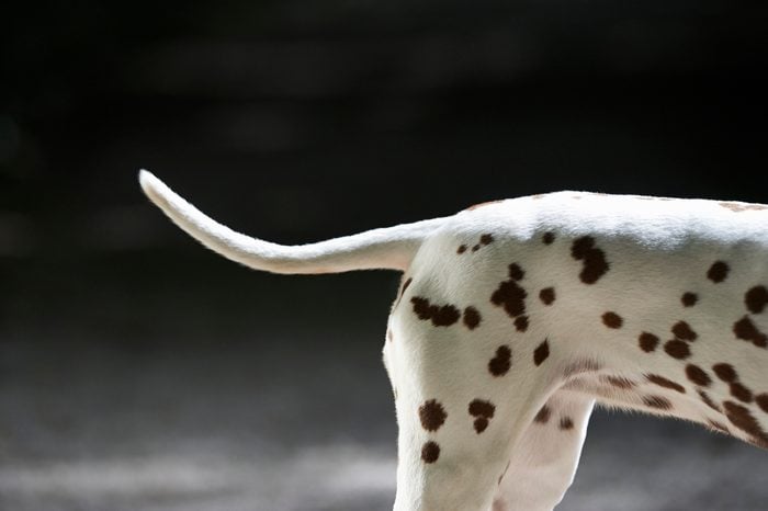 Dalmatian dog body and tail.
