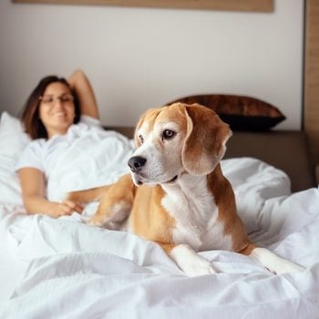 Woman and her beagle in bed at a dog-friendly hotel