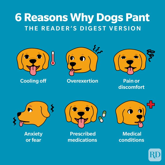 Why Do Dogs Pant Infographic