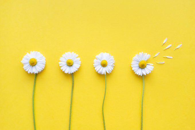 four happy looking daisies on yellow background; the right-most daisy has a few petals spread in a formation