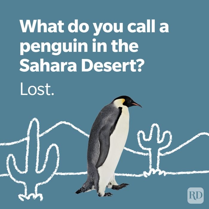 Penguin Sahara Desert winter joke