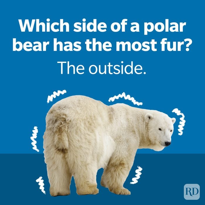 Polar bear fur winter joke