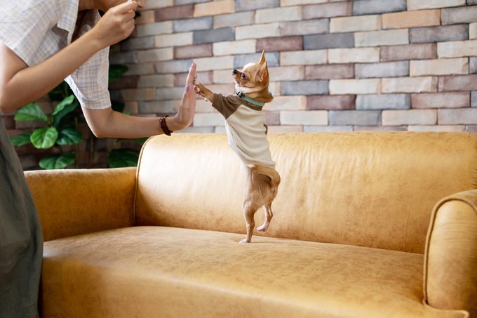 Chihuahua standing up on yellow sofa gives high five to cropped owner at home