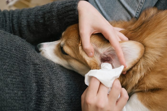 ear cleaning with a tissue for a corgi