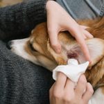 How to Clean Your Dog’s Ears at Home
