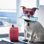 How to Get Through a TSA Security Line With Your Pet
