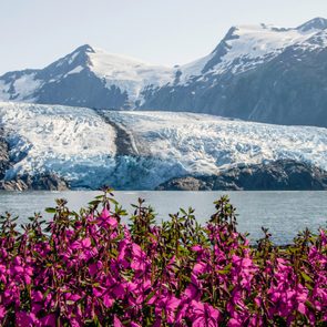View of Portage glacier and fireweed