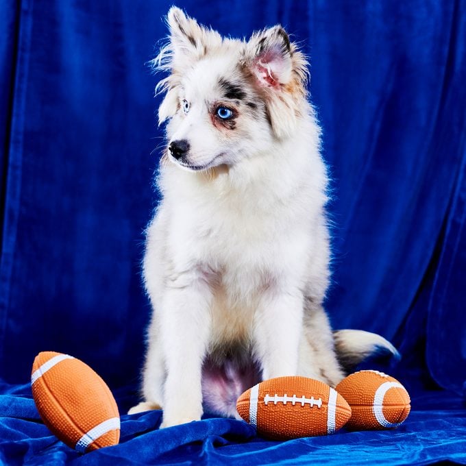 Jimmy Kibble 2023 Puppy Bowl Courtesy Warner Bros. Discovery