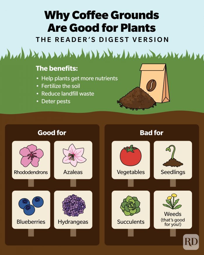 Why Coffee Grounds Are Good For Plants Infographic Gettyimages10