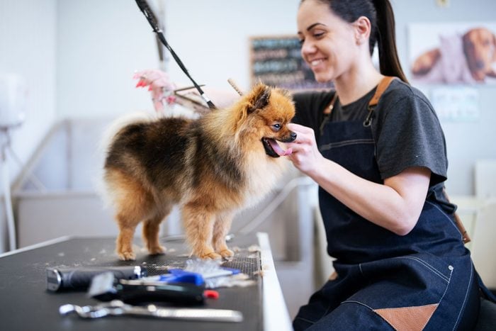 Miniature Pomeranian Spitz Puppy Getting New Haircut At Groomer.