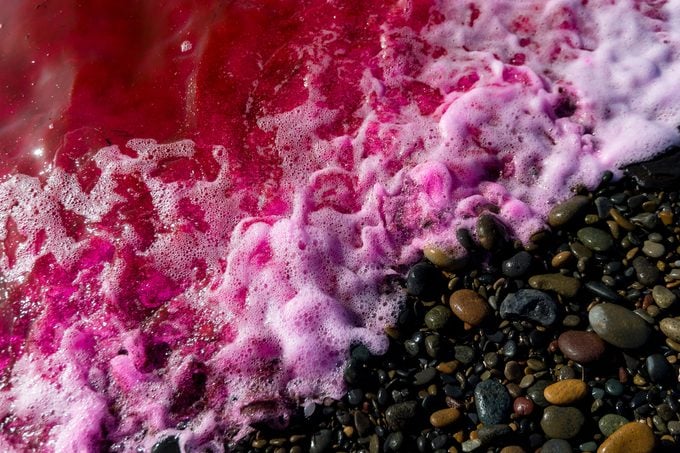 Pinc Dye Release on the shores of California